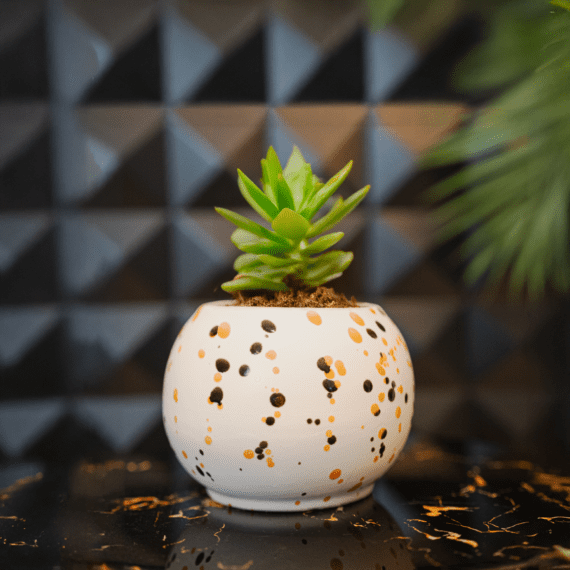 Modern Polka Dot Planter
