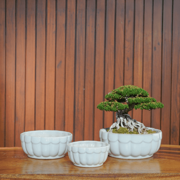 Artisan Crafted Bonsai Pots