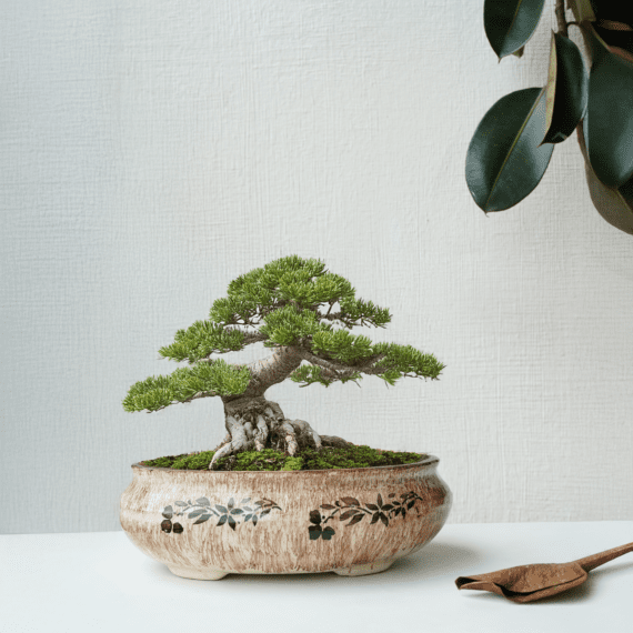 Japanese Black Pine Bonsai - Live Miniature Tree in Ceramic Pot
