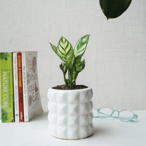 Minimalist Pyramid Planter
