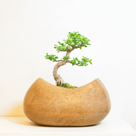 Minimalist Bonsai Planter