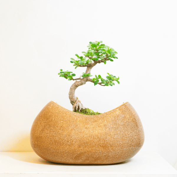 Minimalist Bonsai Planter