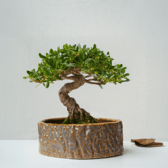 Rustic Bonsai Planter