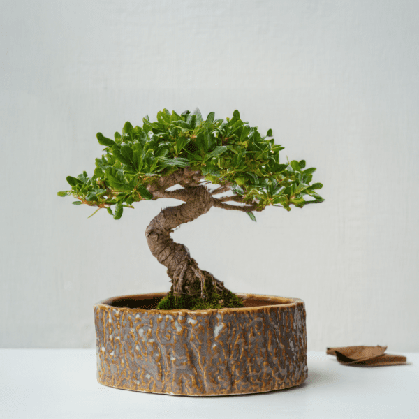 Rustic Bonsai Planter