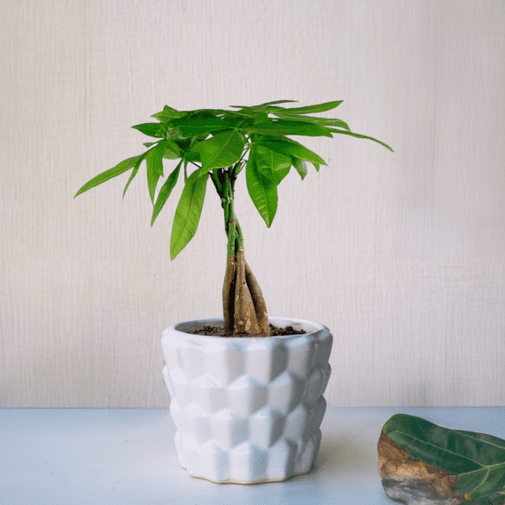 Modern Mosaic Planter