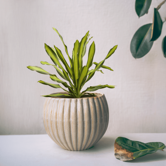Minimalist Groove Pot