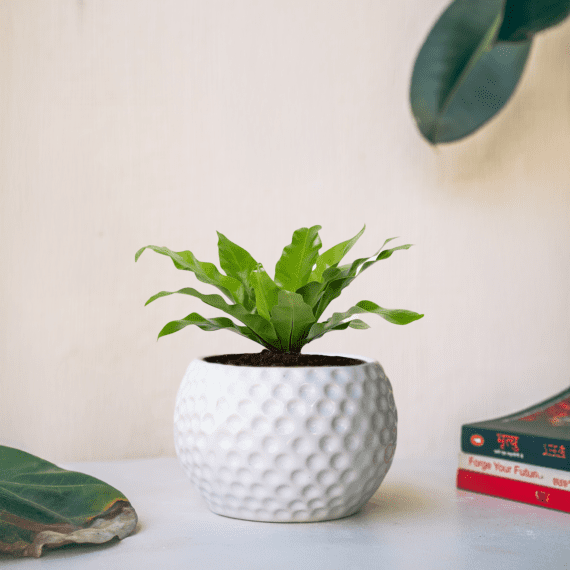 White Golf Ball Planter