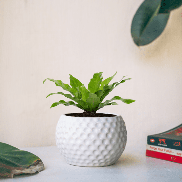 White Golf Ball Planter
