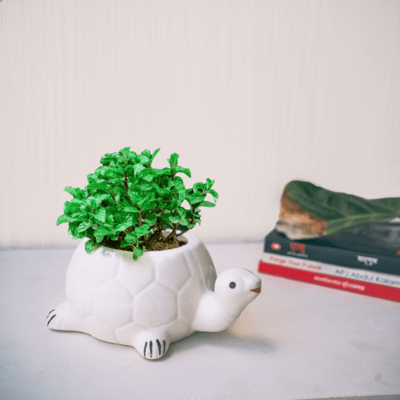 Tiny Turtle Planter
