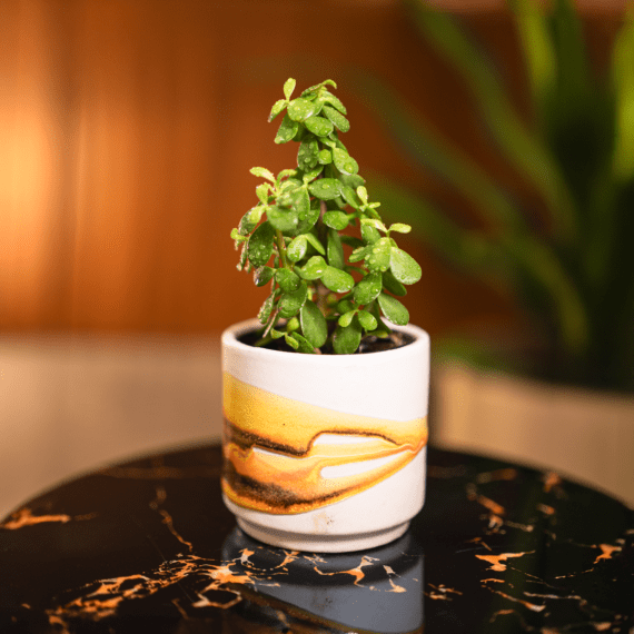 Golden Swirl Planter
