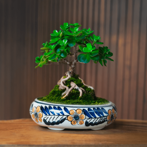 Handpainted Bonsai Planter