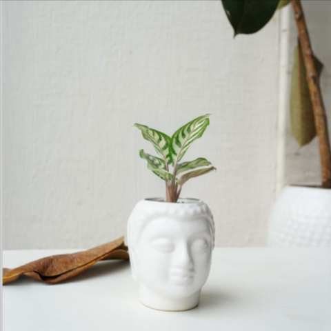 Buddha Head Planter