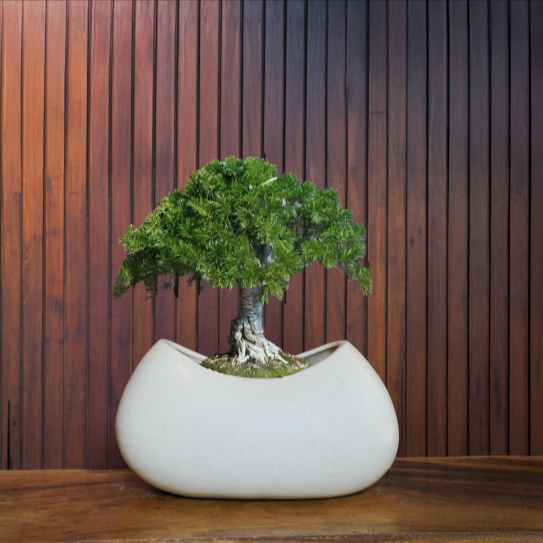 White Ceramic Pot Size 25cm for Bonsai Trees, Succulents, Fairy Gardens, and Miniature Gardens Bonsai Planter