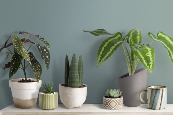 Ceramic Pots & Planters