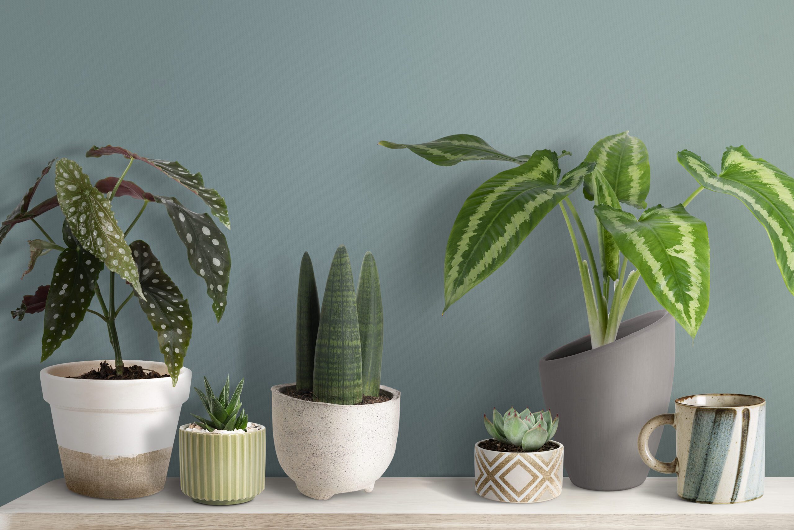Ceramic Pots & Planters