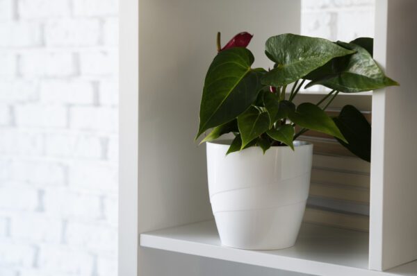 Indoor Ceramic Pots