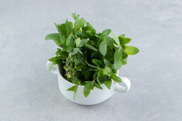 How to Take Care of Tulsi Plant: A Complete Guide for Healthy Growth