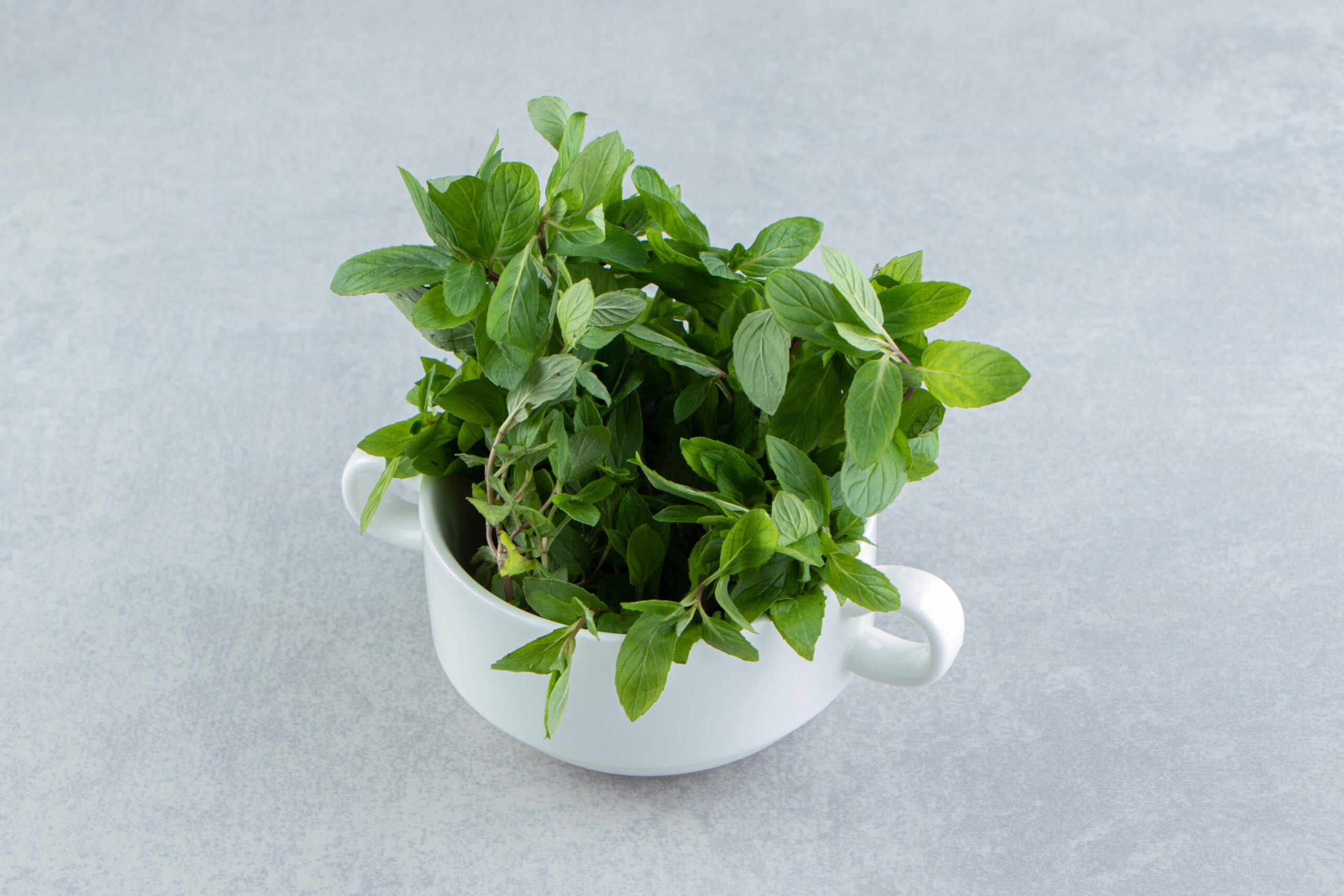 How to Take Care of Tulsi Plant: A Complete Guide for Healthy Growth