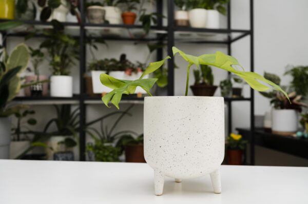 Ceramic Home Decor items