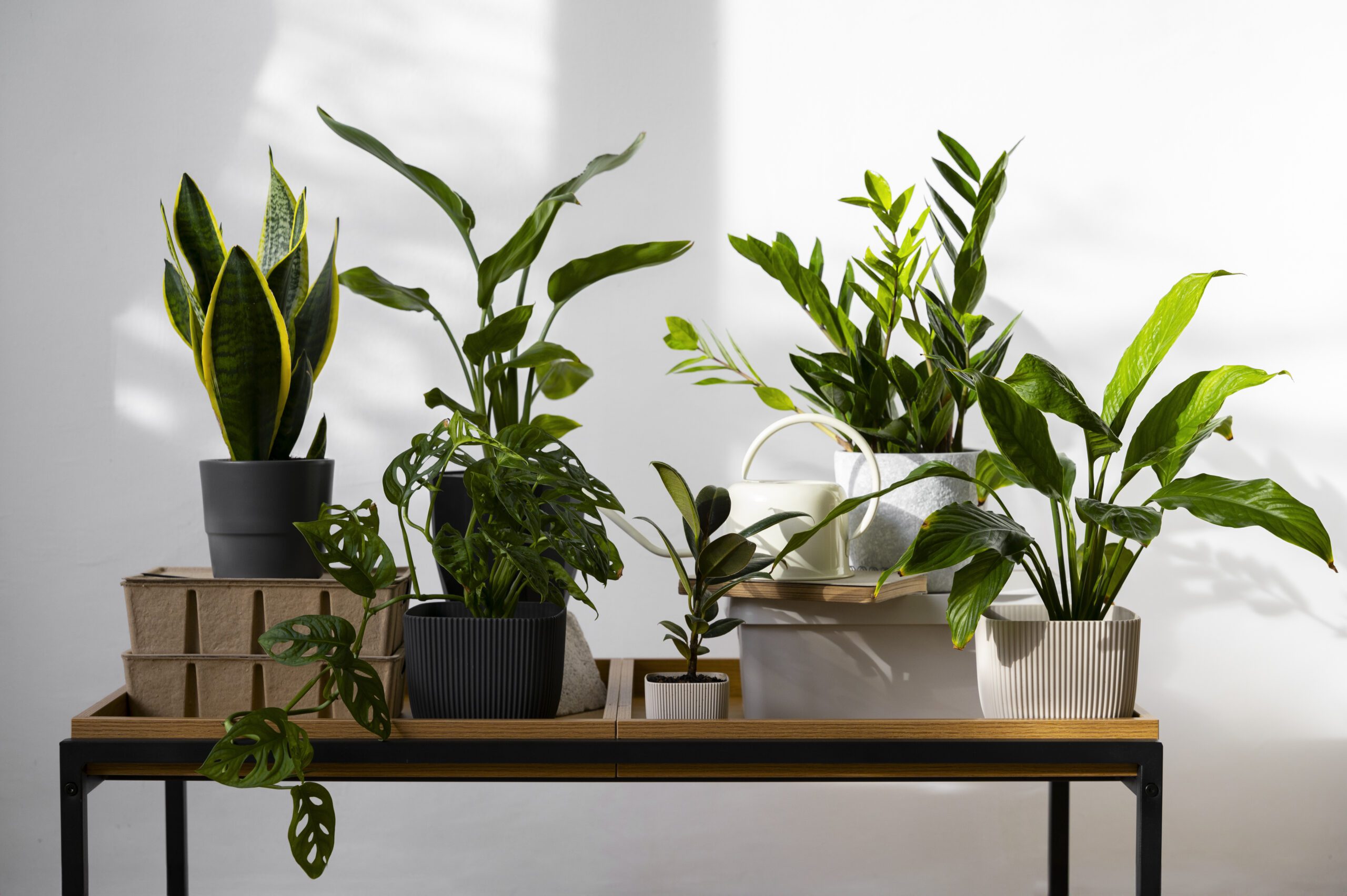 6 Living Room Indoor Plant Ideas To Give Your Home A Refreshing Look