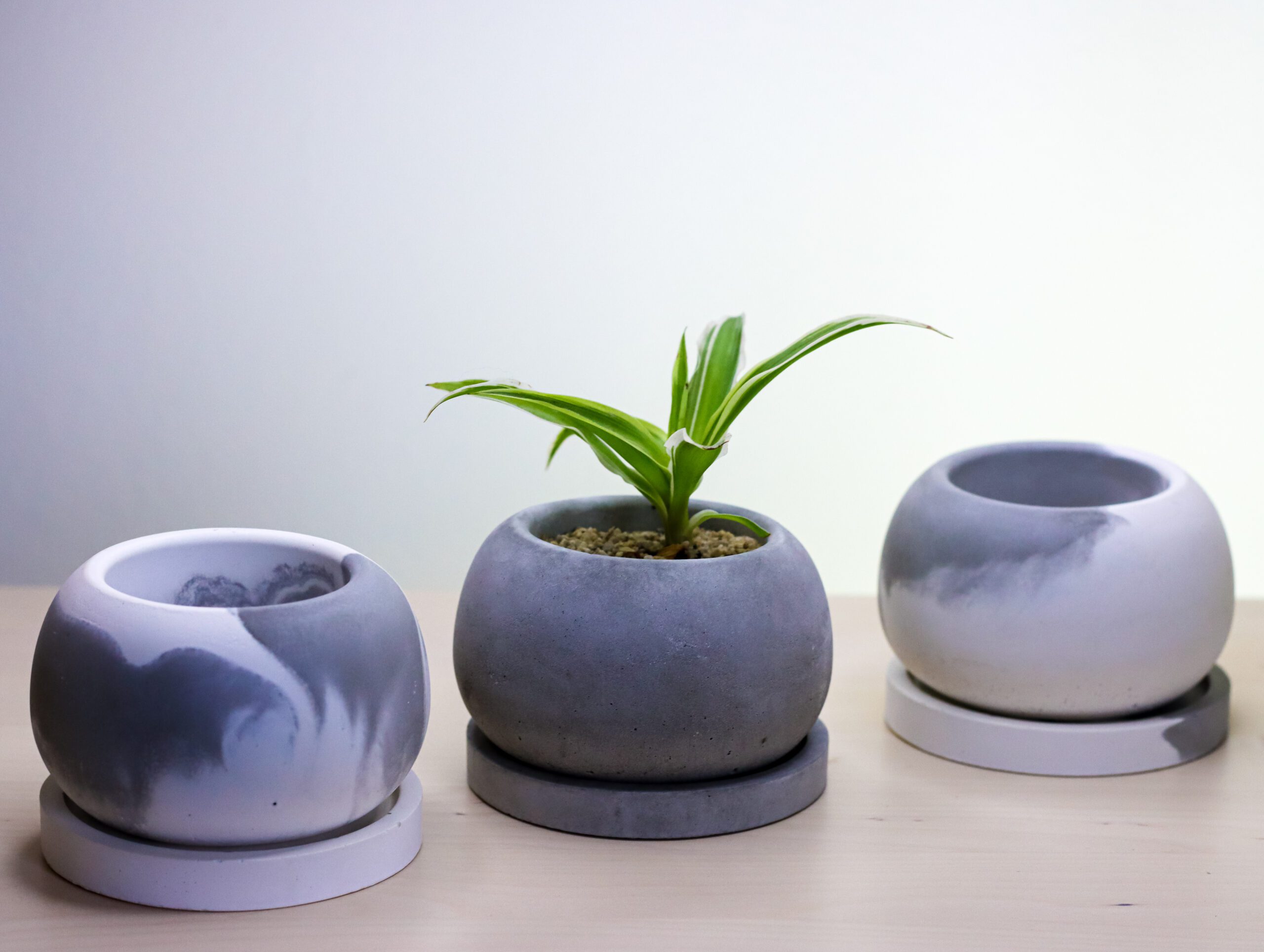 Different Types of Ceramic Pots for Plants: Choosing the Perfect Ceramic Planters