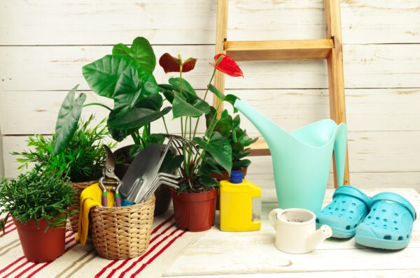 Best Planters
