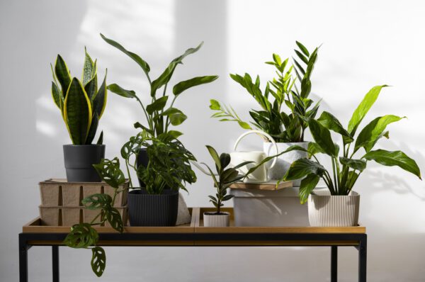 House Plants