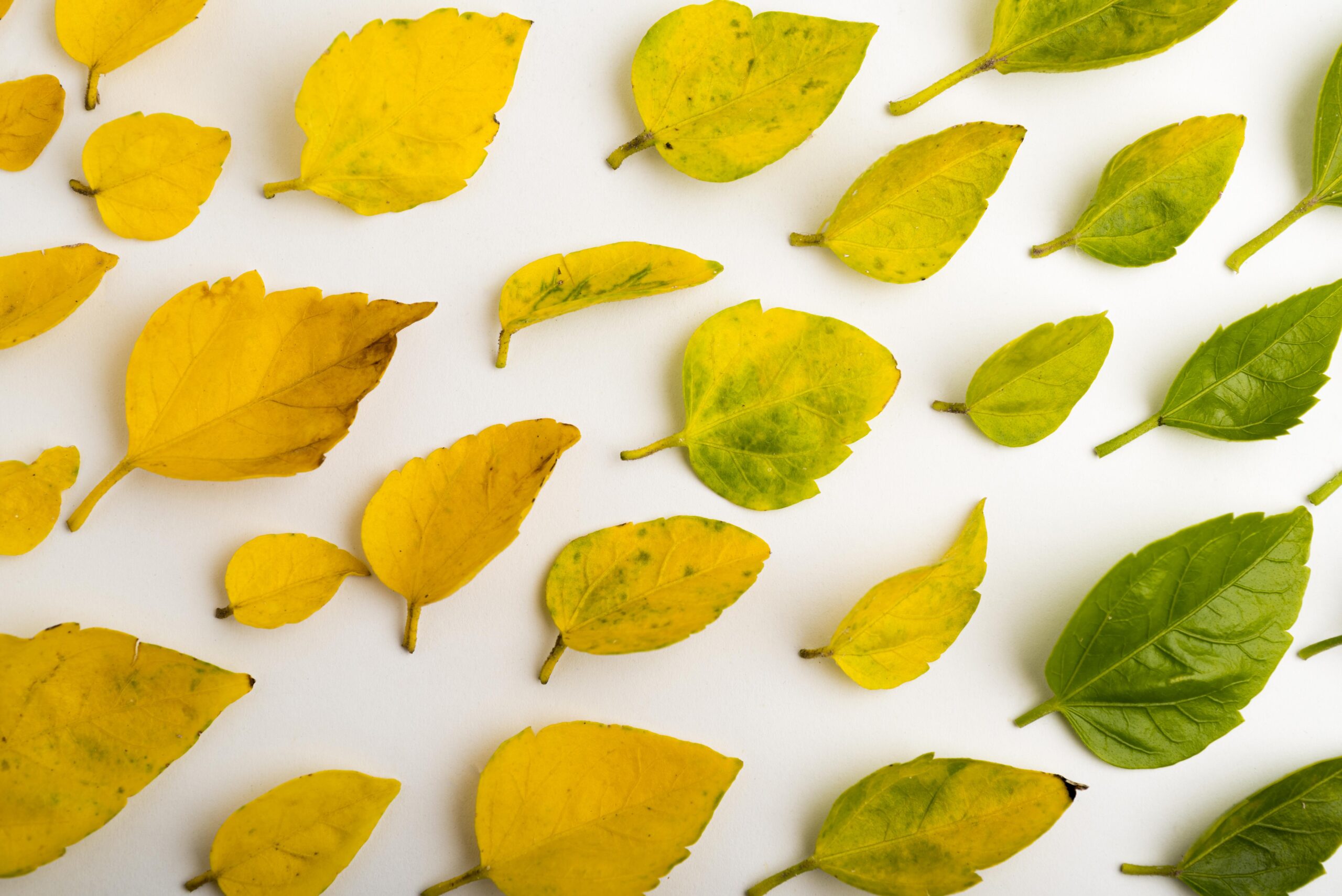 Leaves Turn Yellow