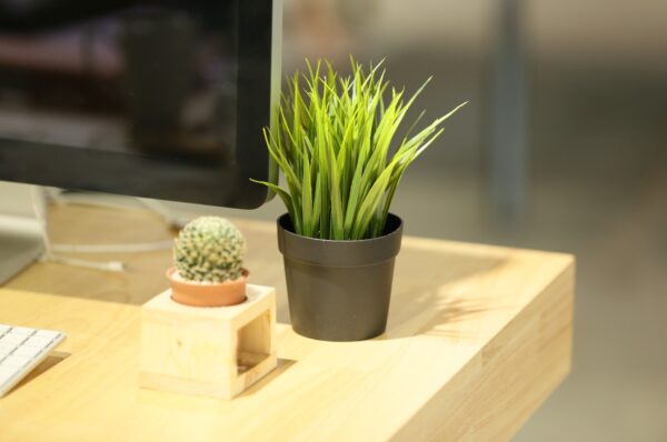 Stylish Planters for Office Desks