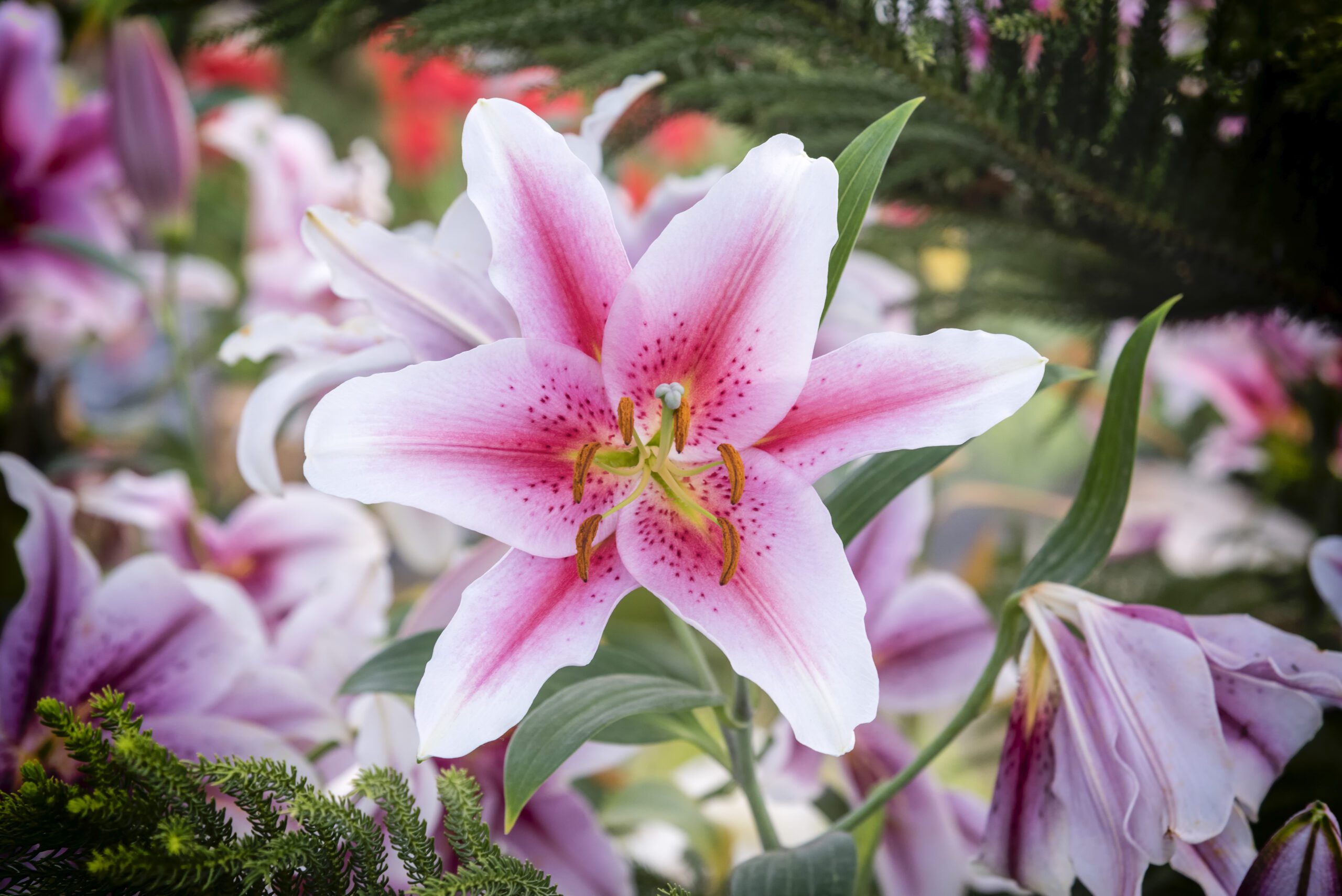 Maintenance Tips for the Top 10 Lily Flower Plants