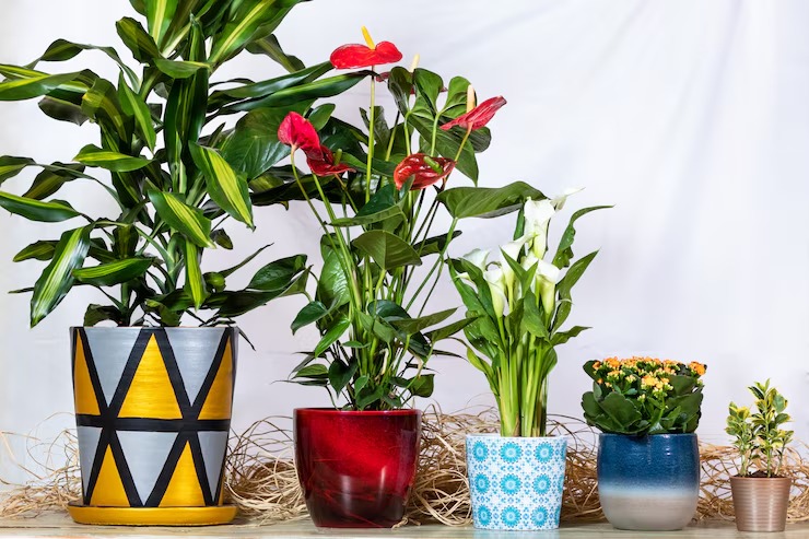 Best Decorative Plant Pots for Indian Homes – Easy Ways to Add Greenery and Style