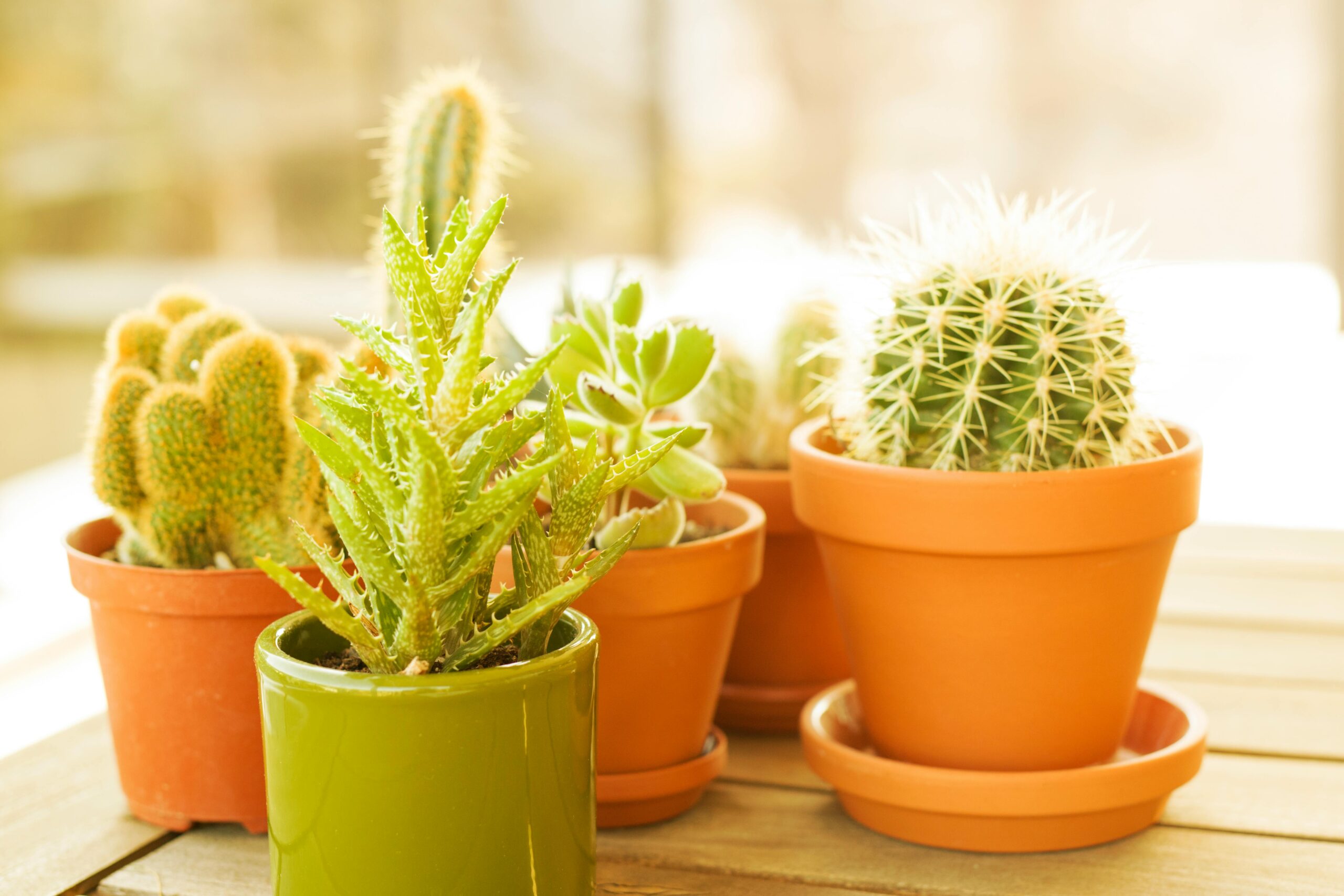 Indoor Flower Pots for Home Decor in 2025