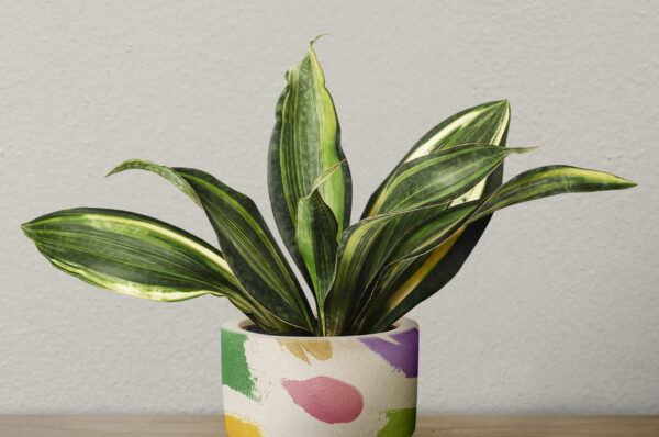 Ceramic Plant Pots for Home Gardens