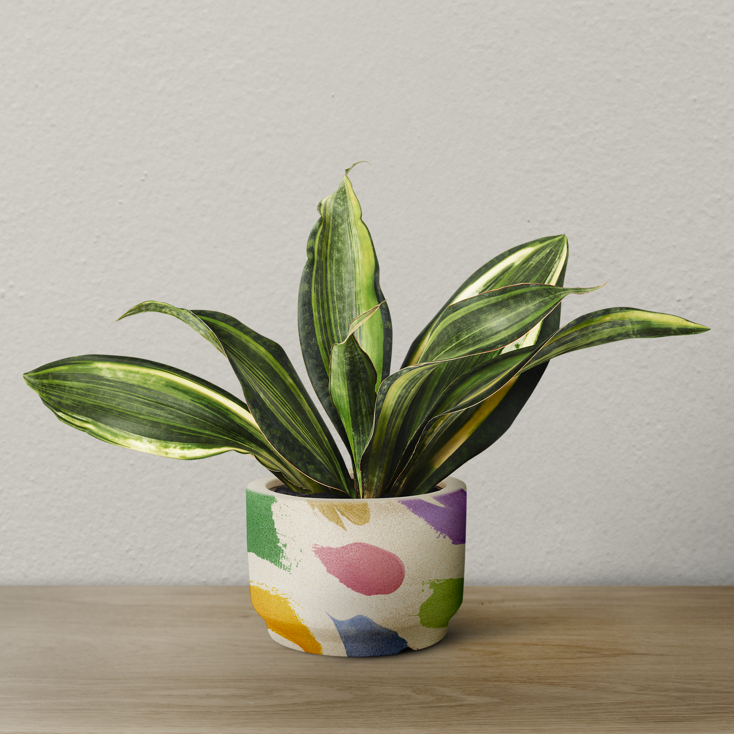 Ceramic Plant Pots for Home Gardens