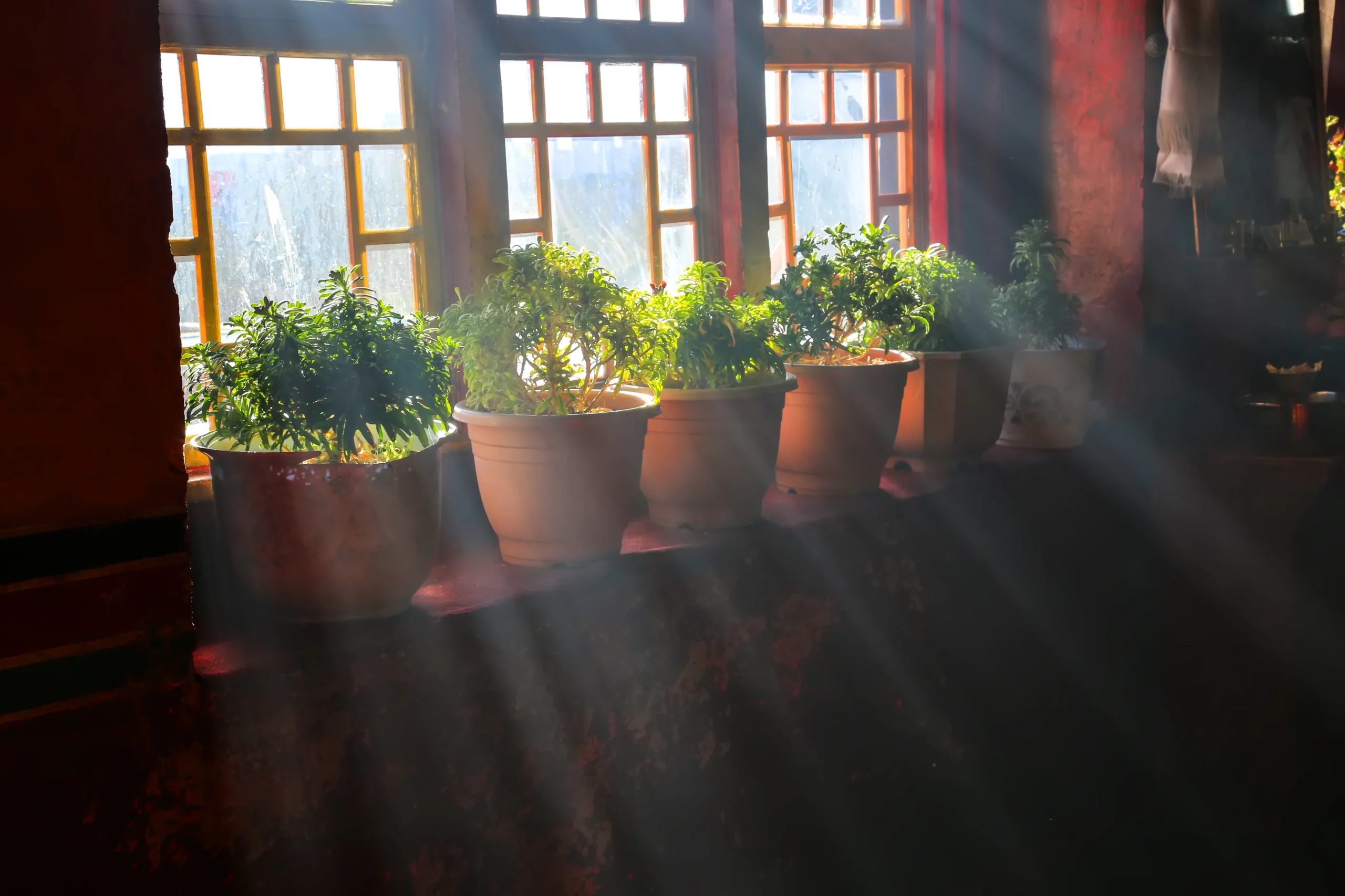 Small Planters at Home in India