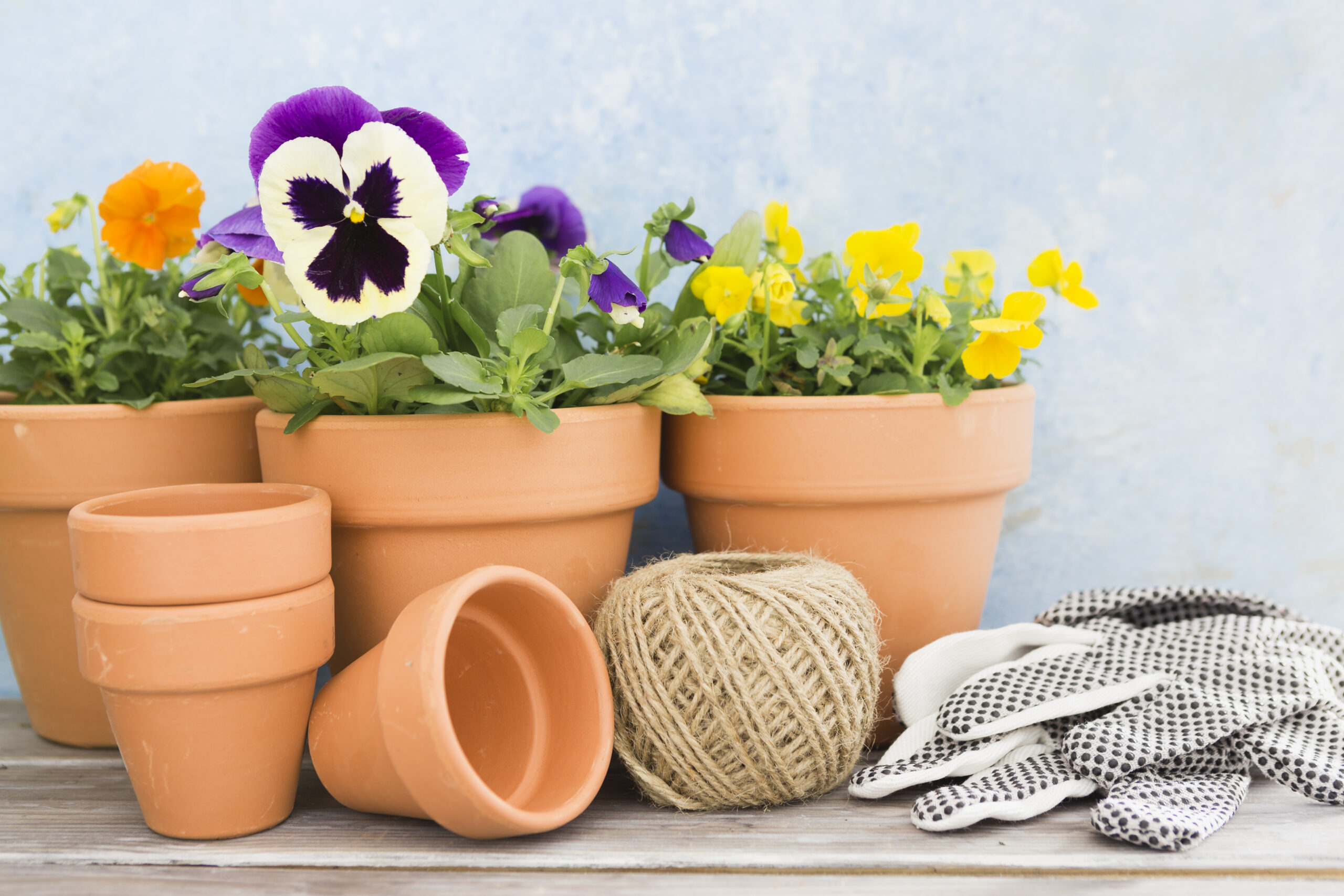 Learn how vegetable gardening in pots can transform your space. Simple, clean, and fresh food at your fingertips daily.