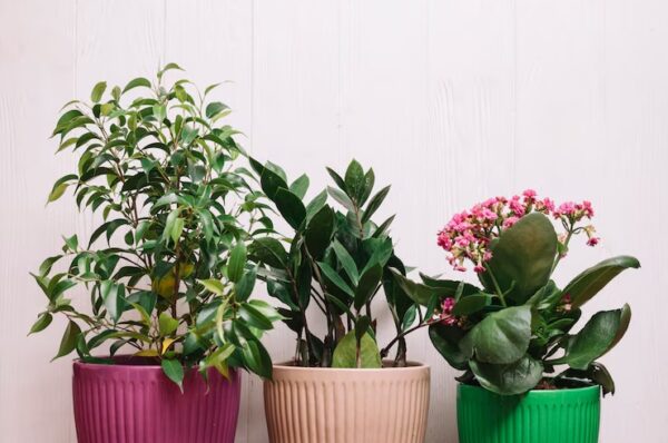Aesthetic Plant Pots for a Greener and Better Looking Home