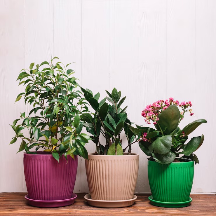 Aesthetic Plant Pots for a Greener and Better Looking Home