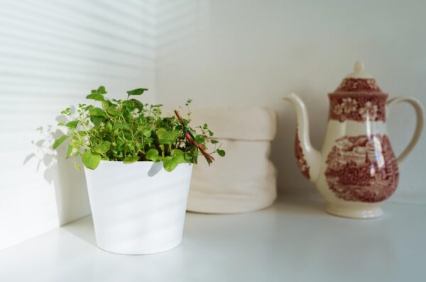 Best Herbs Pot Ideas to Grow Fresh Flavors at Home with Style