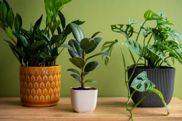 Where Can I Buy Pots for Indoor Plants in Chennai? Visit HOCC for the Best Deals & Designs!