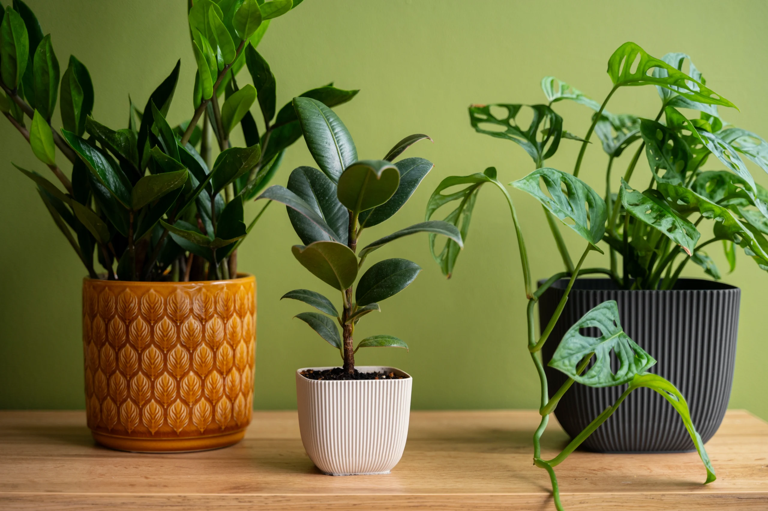Where Can I Buy Pots for Indoor Plants in Chennai? Visit HOCC for the Best Deals & Designs!