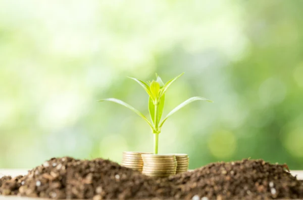 How to Care for a Money Plant at Home – HOCC Guide