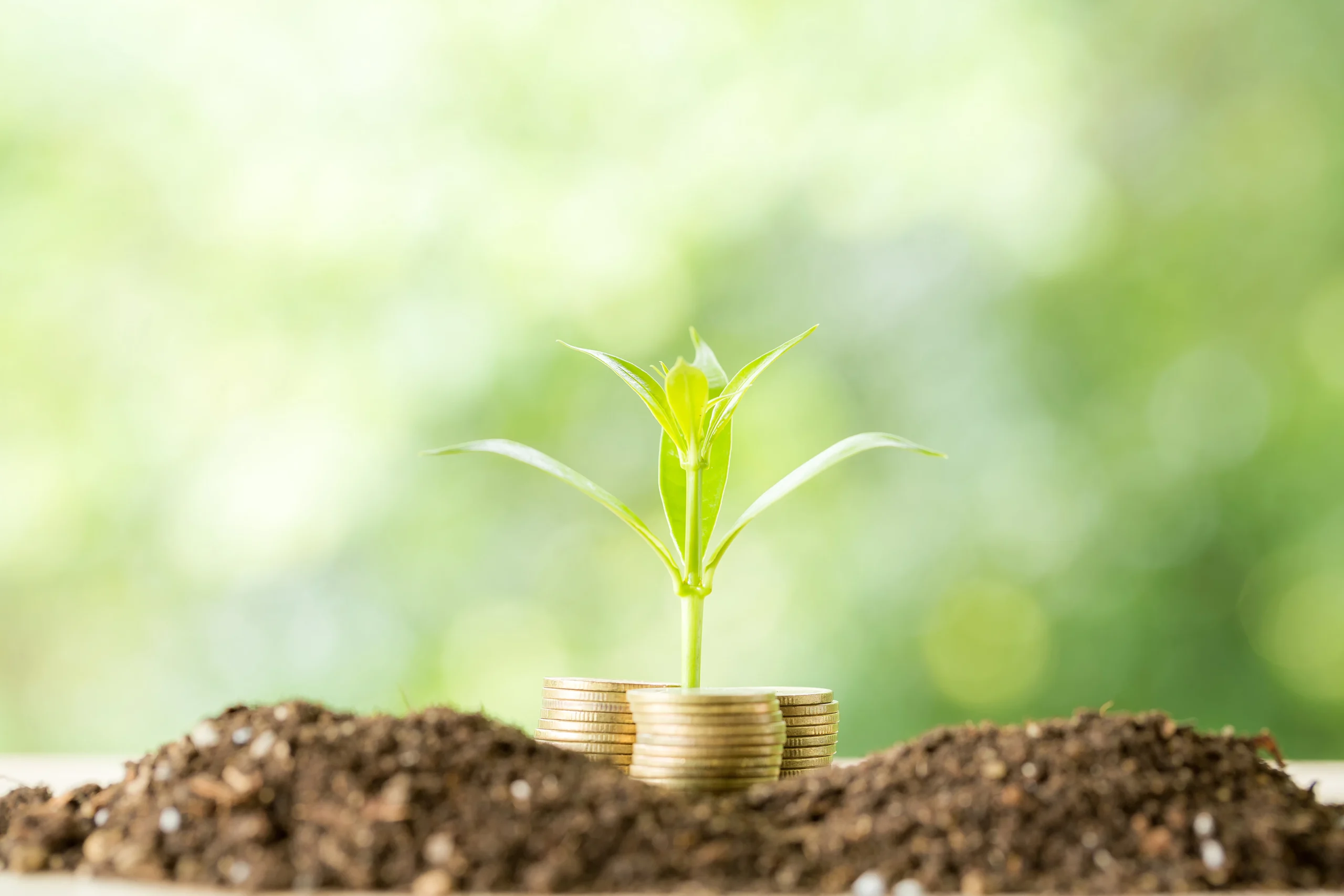 How to Care for a Money Plant at Home – HOCC Guide