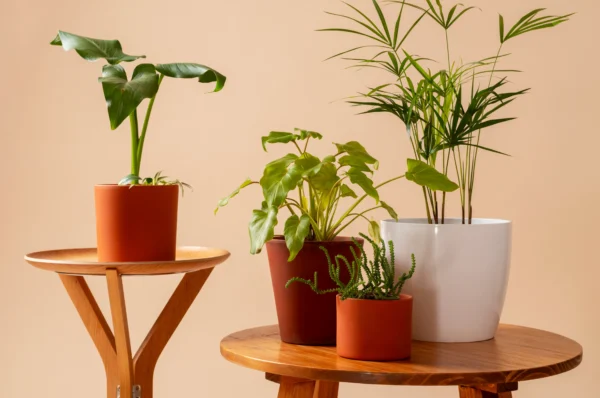 This Monsoon, Grow Fresh Plants at Home with Ceramic Planters