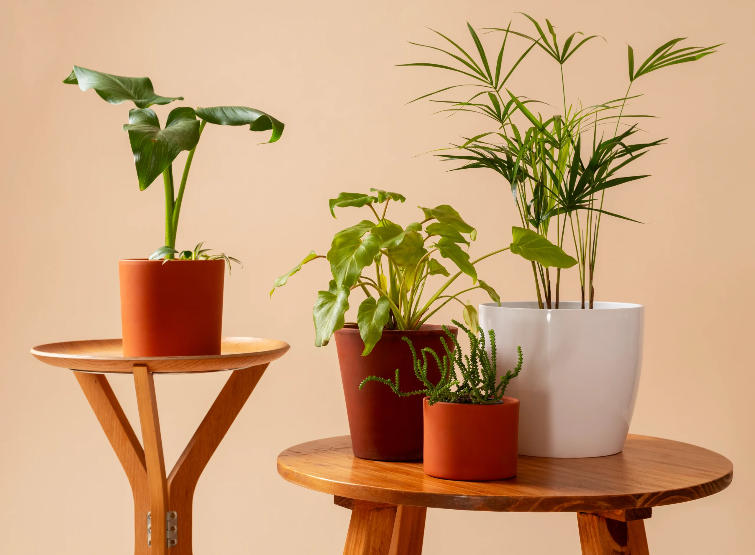 This Monsoon, Grow Fresh Plants at Home with Ceramic Planters