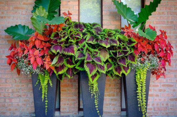 Why Tall Planters Make Your Space Look More Elegant