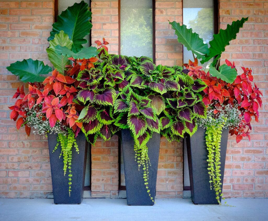 Why Tall Planters Make Your Space Look More Elegant
