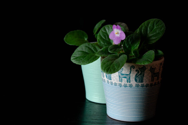 Choosing the Best Pots for Plants