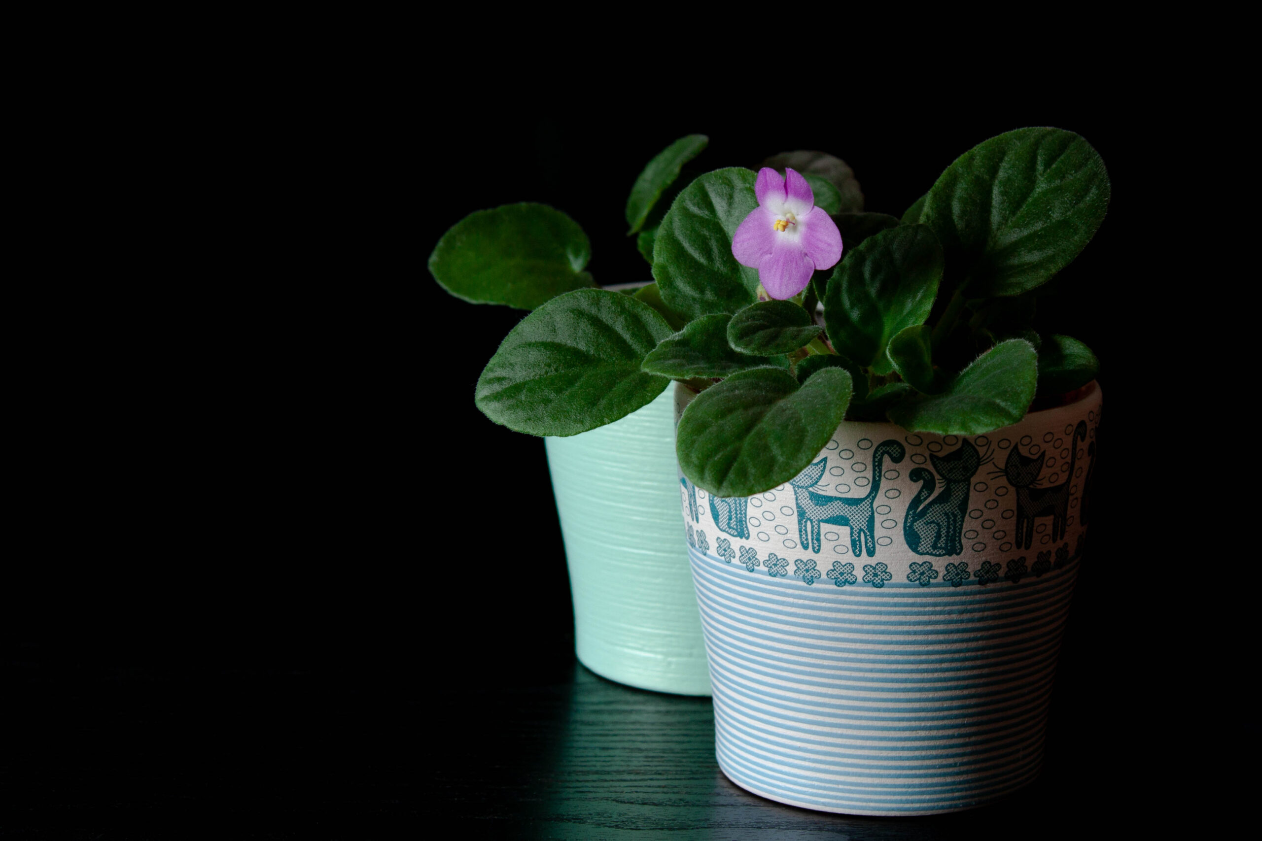 Choosing the Best Pots for Plants