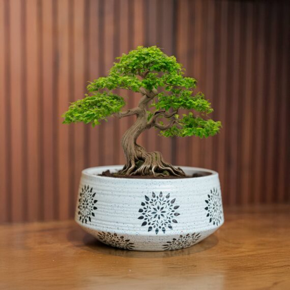 White & Black Large Ceramic Bonsai Tray Planter in Circular shape / Desktop table ceramic pot/ home décor planter/ indoor planter